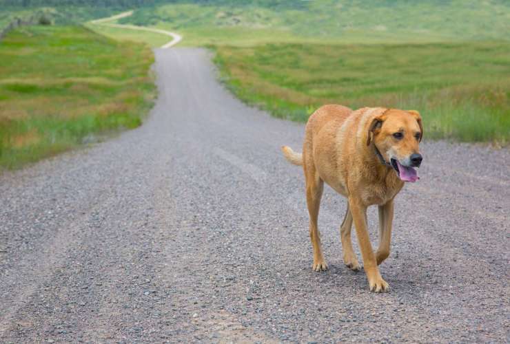 Cosa rischia per legge chi smarrisce il cane