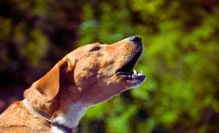 rimborso cane abbaia risarcimento